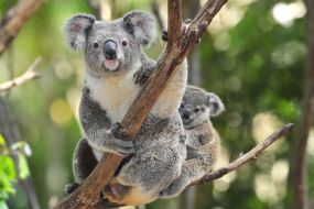 Avstralija-koale
