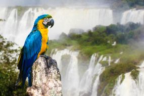 Brazilija-Foz de Iguazu-rumenomodra ara