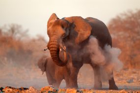 Namibija – nacionalni park Etosha