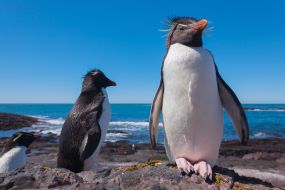 Patagonija-pingvini