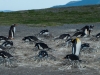 10-Osamljeni kraljevi pingvin v gnezdišču dolgorepih pingvinov