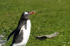 11-Vodič nam je rekel, naj ne jemljemo ničesar z otoka-ne paličic, ne kamnov, kajti iz vsega si pingvini delajo gnezda...kot tale