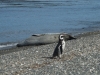 5-Oddih glavnega plenilca pingvinov-leopardjega tjulnja (na plaži polni pingvinov)