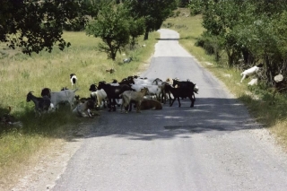 albanija-gneca-na-cesti