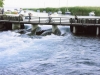 makedonija-struga-reka-drim