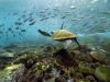 Galapagos-želve