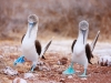 Galapagos-paritveni ples modronogih sul