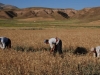 Iran-Sanandaj-Okolica, kjer žetev poteka še na tradicionalni način