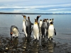 Argentina-Tierra del Fuego-pingvini