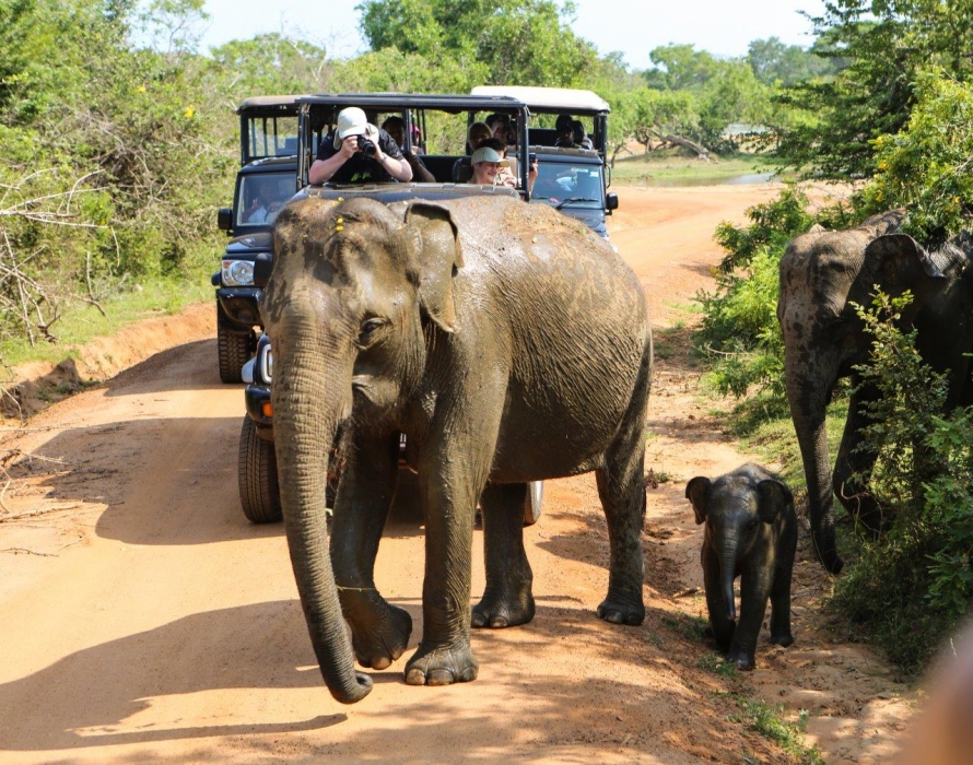 Šrilanka-idila nacionalnega parka Yala