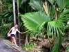 Praslin - Vallee De Mai 4