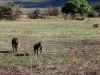 Tanzanija