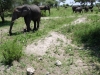 Tanzanija