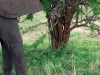 Tanzanija