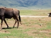 Tanzanija