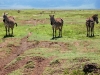 Tanzanija