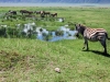 Tanzanija