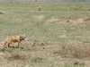 Tanzanija