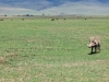 Tanzanija