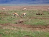 Tanzanija