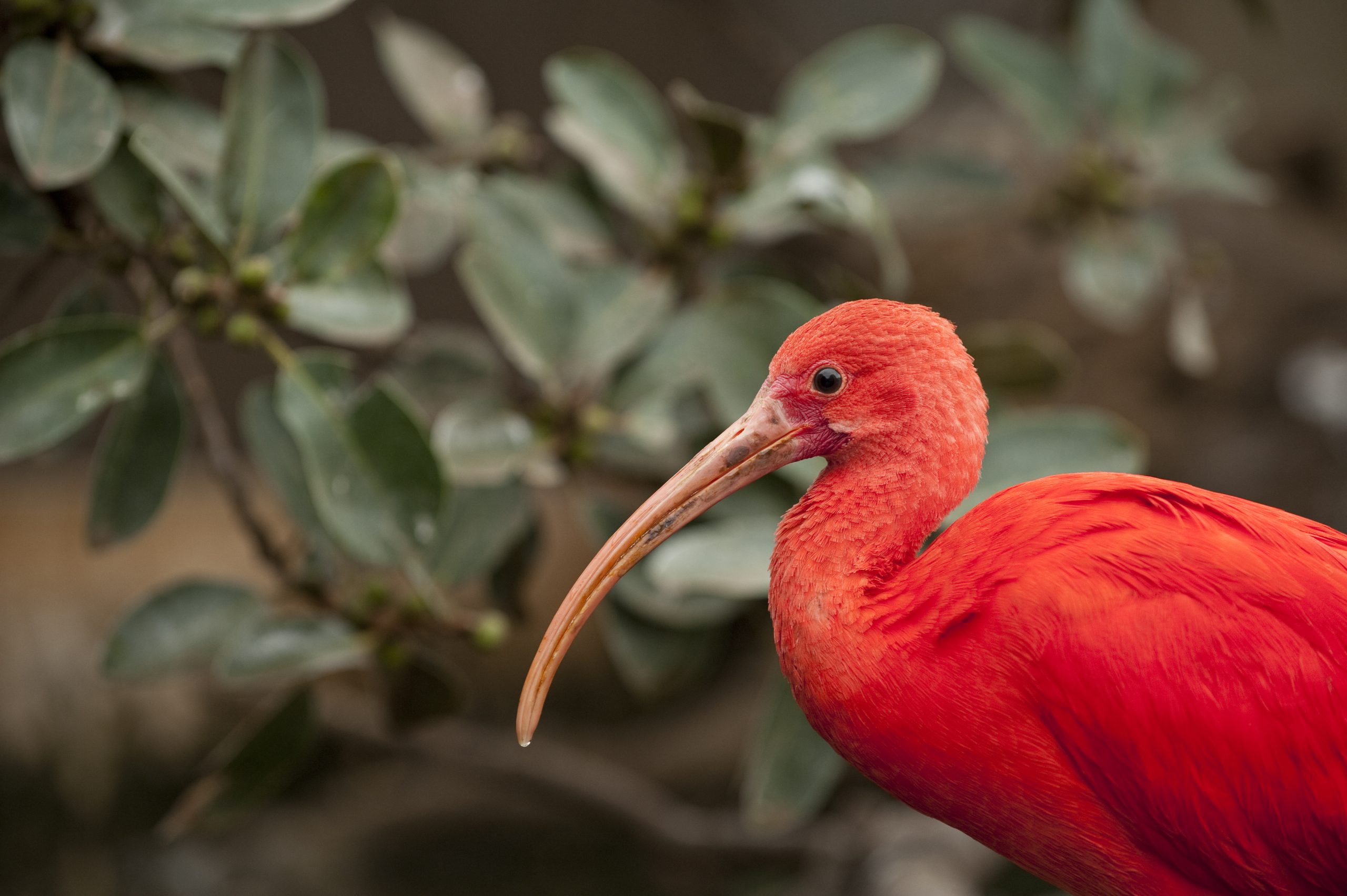 Rdeči ptič je znan v parku Los Llanos, Venezuela.
