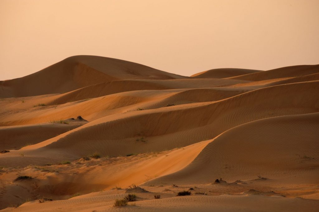 Oman - sipine Wahiba