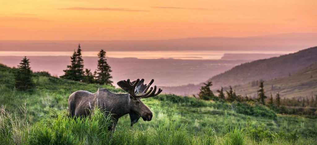 Aljaska-Anchorage-los