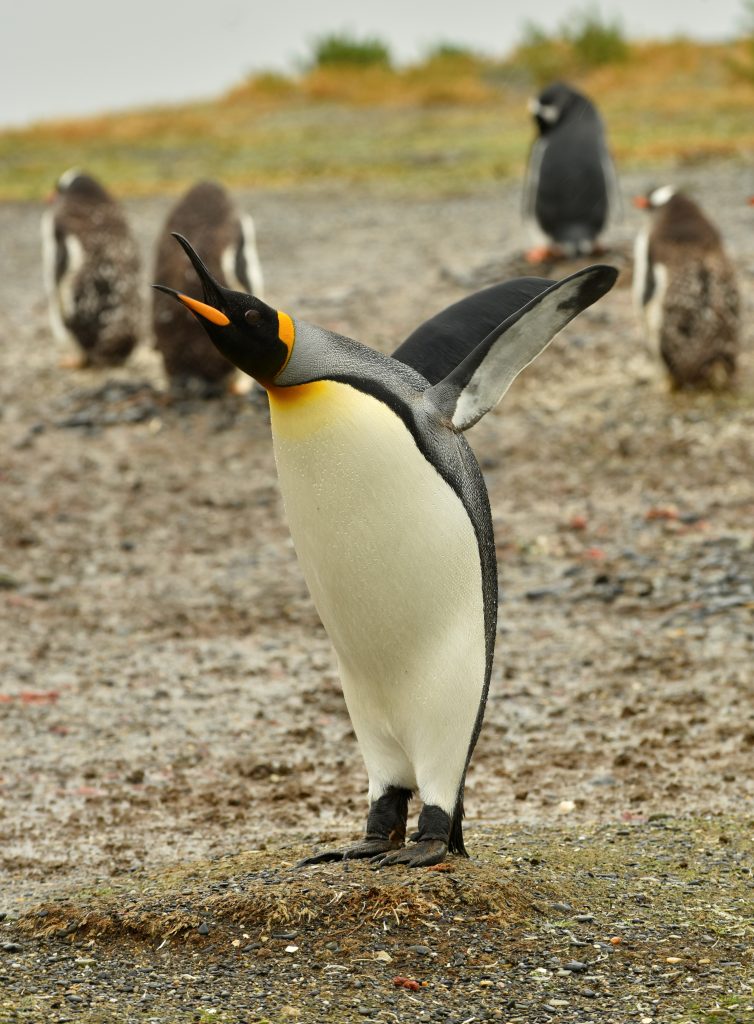 NESPORNA ZVEZDA DNEVA