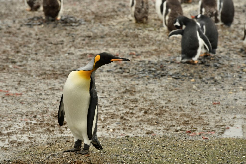 NESPORNA ZVEZDA DNEVA