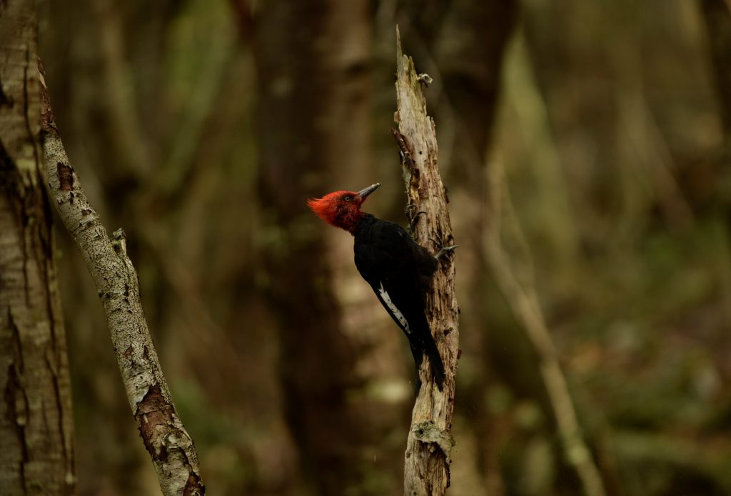 SAMEC VELIKEGA DETLA