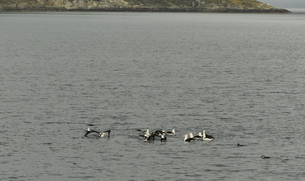 ALBATROSI IN PINGVINI MED RIBOLOVOM