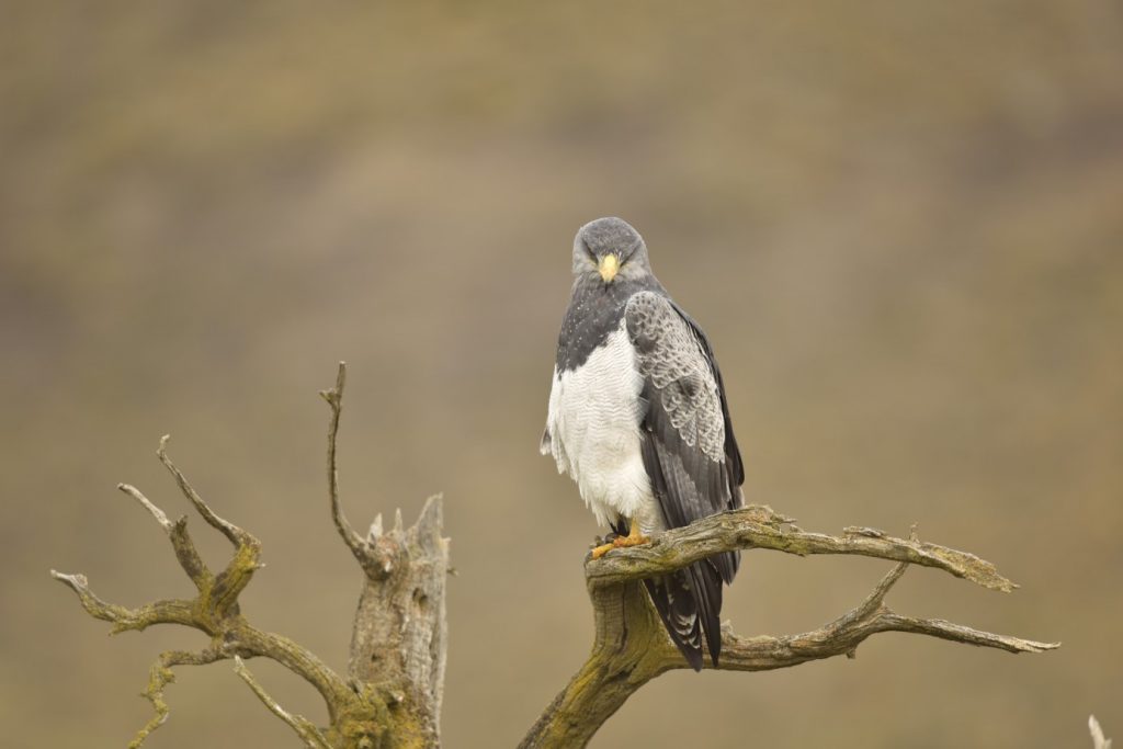 BELOPRSI OREL, KI MU JE BILO POPOLNOMA VSEENO, DA SMO TAM. RES NEVERJETNO, KAKO SO TAMKAJŠNJE ŽIVALI VAJENE LJUDI