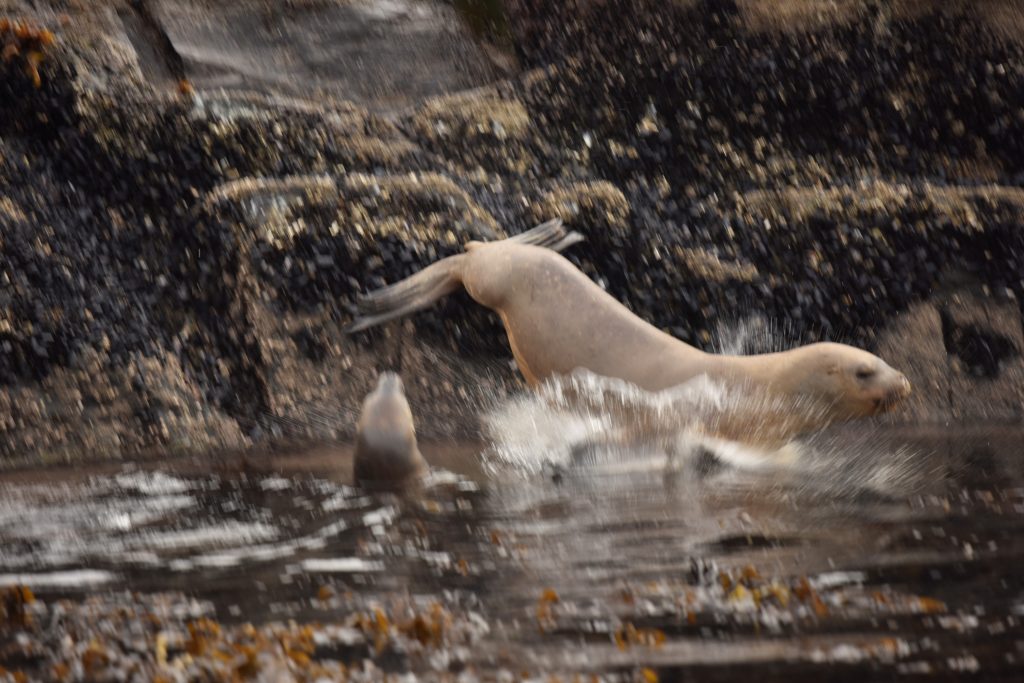 ZA KONEC ENA IZ "KO BI VSAJ" OZ "KAJ PA ČE"ZBIRKE - KO BI VSAJ BILA TALE OSTRA.