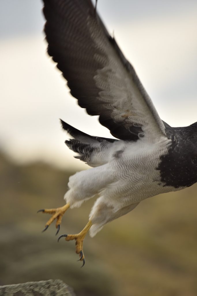 ŠE ENA IZ PREJ OMENJENE ZBIRKE  - KAJ PA ČE TUKAJ NE BI ORLU GLAVE ODREZAL, KAKA FOTKA BI TO BILA …