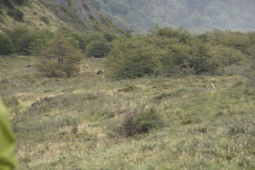 IN ŠE ANDREJEVA IZ ZBIRKE "KO BI VSAJ" - KO BI BILA VSAJ PUMA TAM V SREDINI BLIŽJE (FOTO Andrej Marušič)