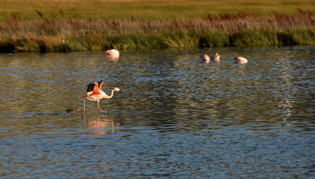 PLAMENEC MED HOJO PO VODI