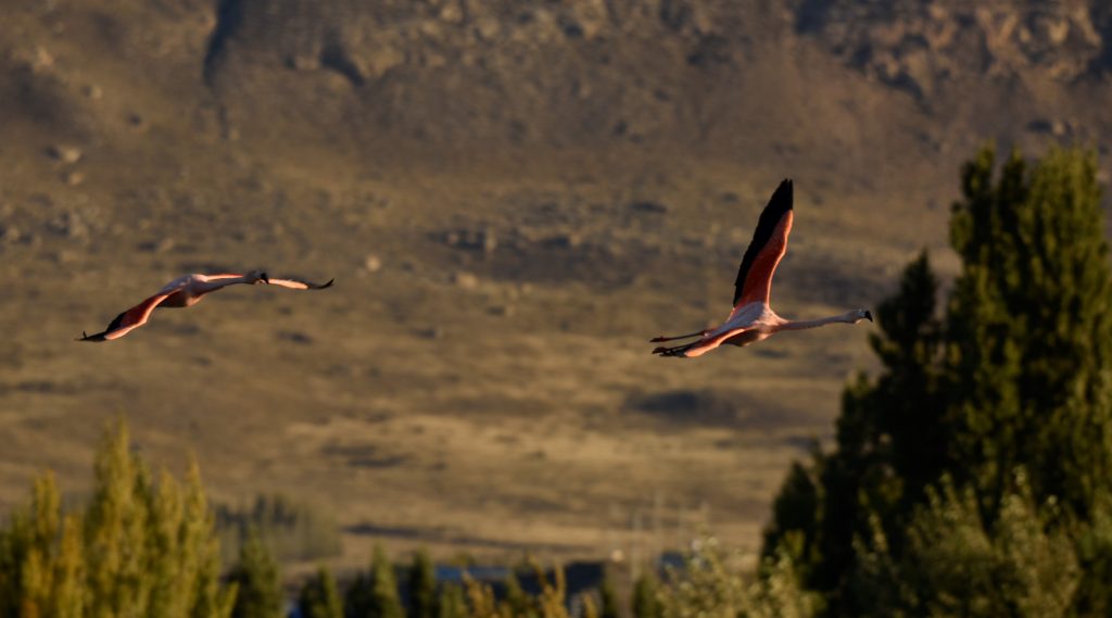 IN ŠE DVA MED PRELETOM