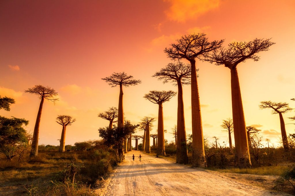 Madagaskar-Avenija baobabov