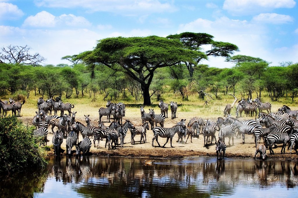 Tanzanija-Zebre