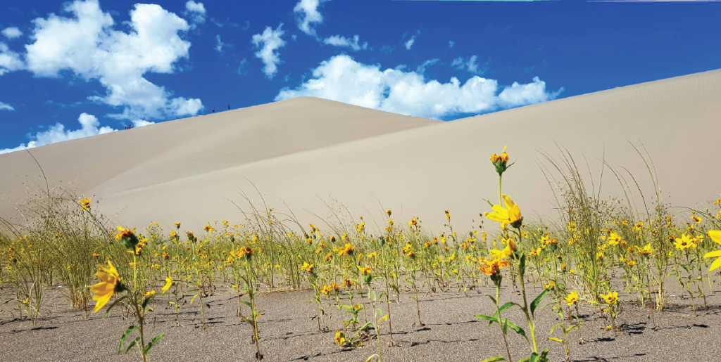 Agencija Oskar - prvi teden