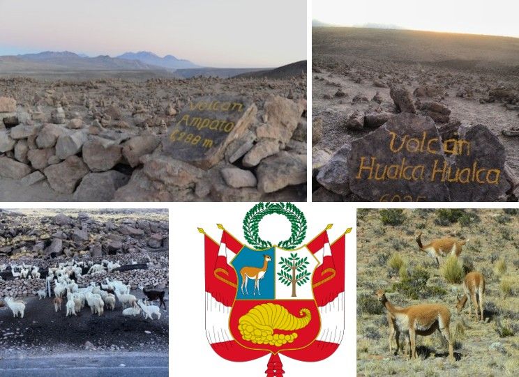 vikunje v nacionalnem rezervatu Salinas in Aguada Blanca / vikunja je upodobljena v državnem grbu Peruja