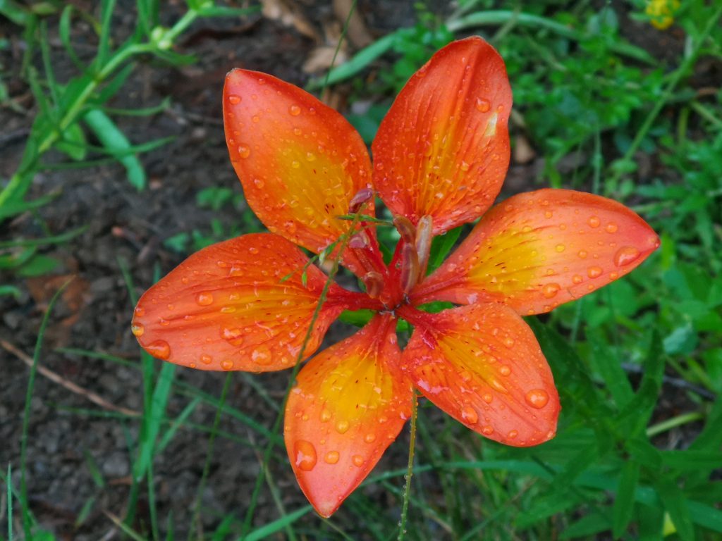 Dogodki in delavnice v Loškem Potoku