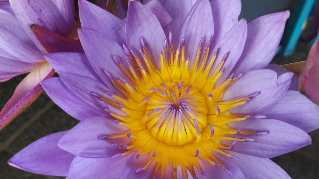 Intia - Želite več smisla