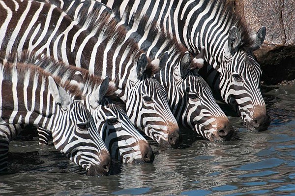 Zebre ob napajaliscu1 1 - Med Bušmani in Masaji ter skok na Zanzibar