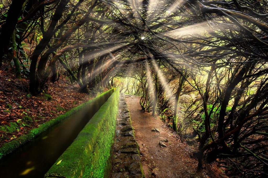 Madeira - levada