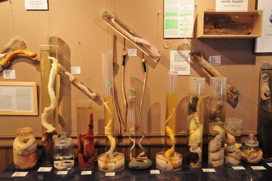 Falološki muzej - Od prašiča do konja in še marsikaj vmes