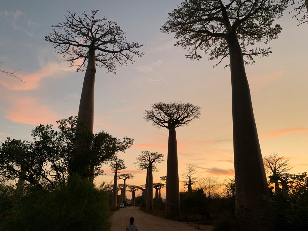 Avenija baobabov