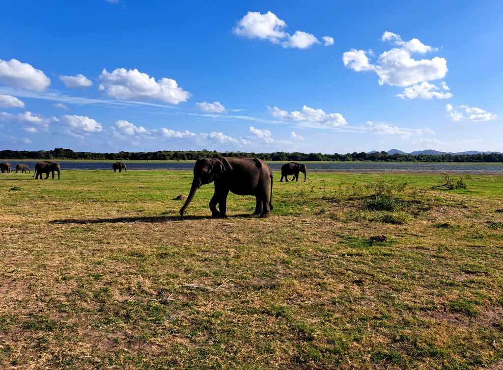 Šrilanski slon je največja povrsta azijskega slona