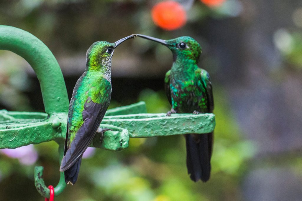 Two,Green,Hummingbirds,In,The,Monteverde,Region,Of,Costa,Rica