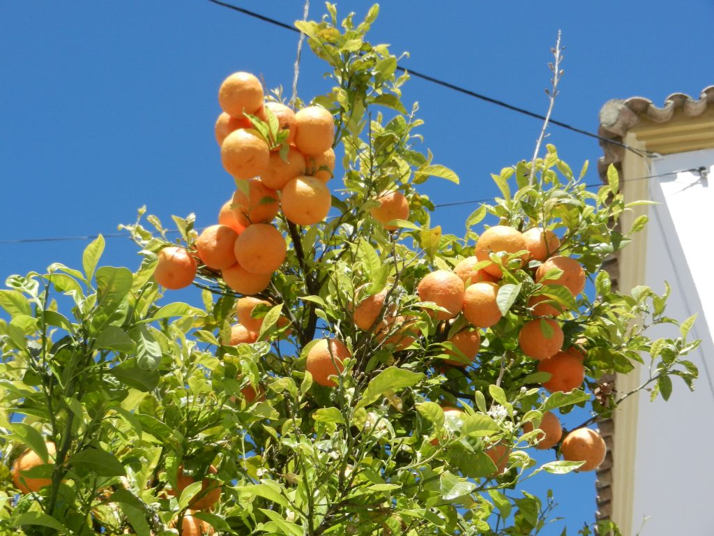 Španija-Andaluzija-pomaranče